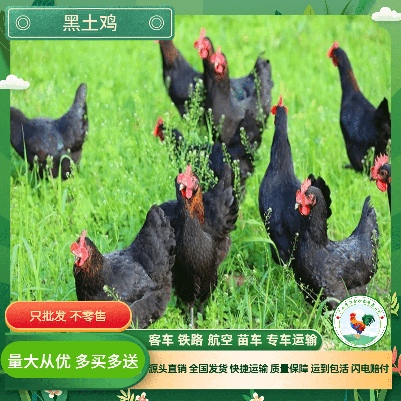 厂家直销正宗黑土鸡苗黑土二土三黑鸡苗中速黑鸡包运输成活包疫苗