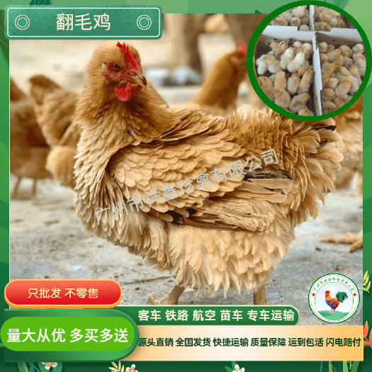 广州纯种卷毛鸡苗 麒麟鸡苗 翻毛鸡苗 注射液氮疫苗 小鸡苗