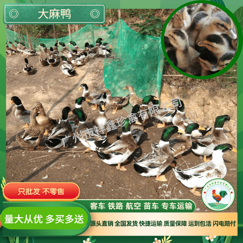 ݴѼ磬Ѽ磬Ѽ糤ڹӦ
