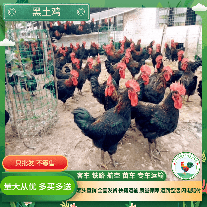 厂家直销正宗黑土鸡苗黑土二土三黑鸡苗中速黑鸡包运输成活包疫苗