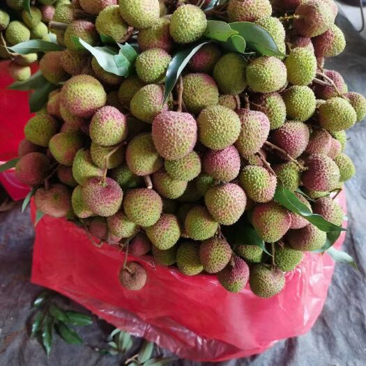 广州中国荔枝看广东，广东荔看增城荔枝之乡