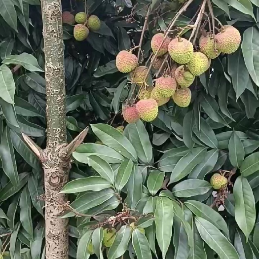 灵山县精品妃子笑，产地直销，大量的货源充足，
