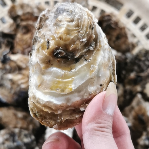 阳西县广东三倍体