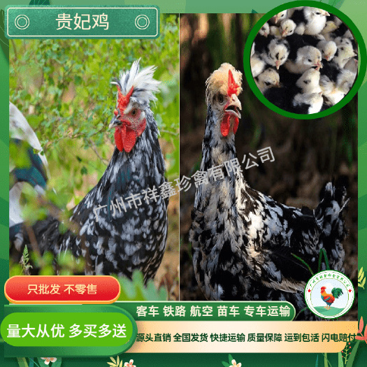 贵妃鸡苗厂家直销注射疫苗量大从优质量保证