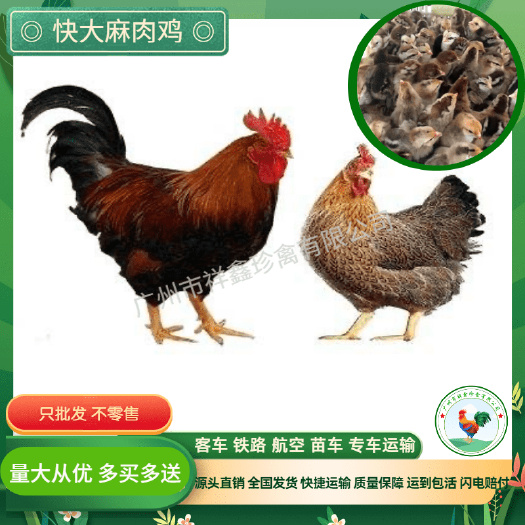 广州纯种新陂麻鸡苗活体九斤红公鸡新陂麻鸡大红毛公鸡苗快大型肉鸡苗