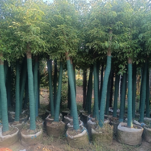 鄢陵县容器香樟