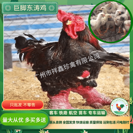 广州越南东涛鸡苗 大脚东涛鸡 纯种东涛鸡 质量保证 包运输