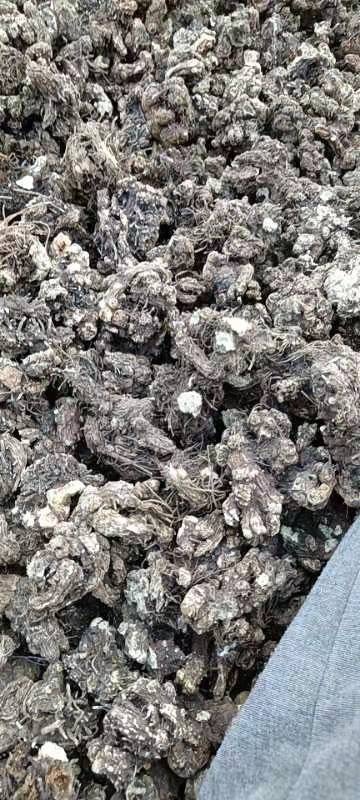 五大连池北苍术，够含量，过药检