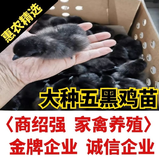 鸡苗五黑鸡苗，青脚麻， 大种五黑绿壳蛋鸡