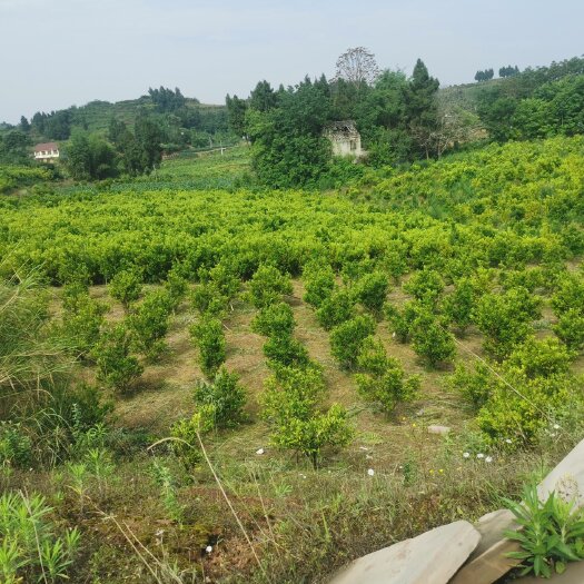 资阳土地真心转租，价格合适拿钱就走
