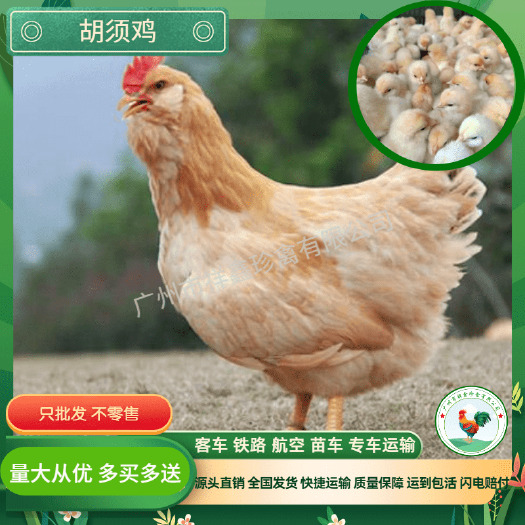 广州纯种胡须鸡苗胡子鸡苗出壳苗注射液氮疫苗
