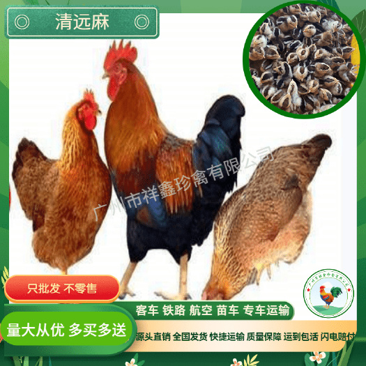 广东清远麻鸡苗 正宗广东清远1.5 2号土鸡品种活体小鸡苗