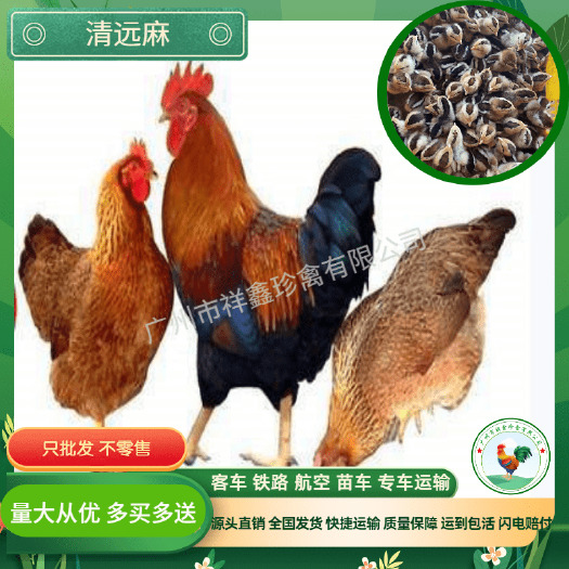 广州广东清远麻鸡苗 广东清远1.5 2号土鸡品种活体小鸡苗