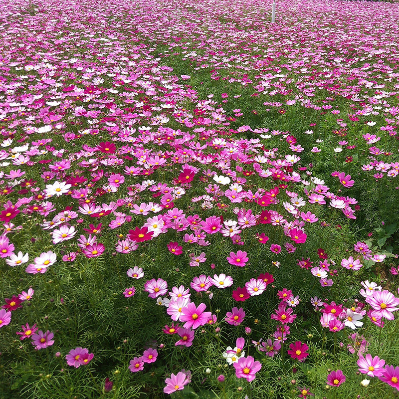 波斯菊种子波斯菊新种子格桑花种子