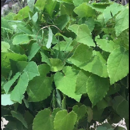 小叶淫羊霍  淫羊藿货