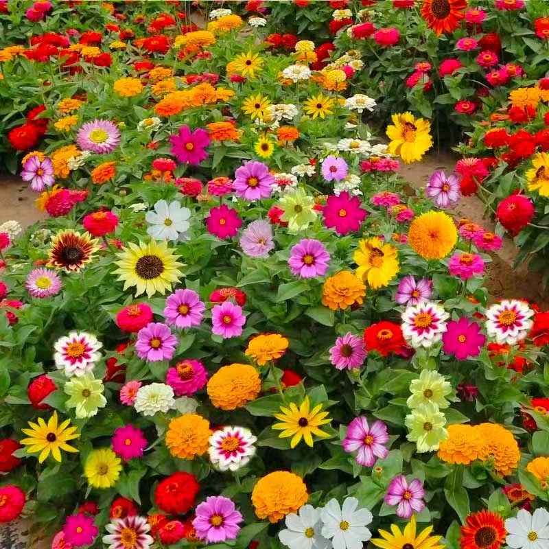 沭阳县野花组合种子四季开花四季播种道路公园护坡花坛庭院专用花包邮