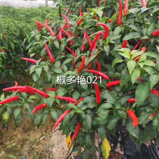 海口单生大果朝天椒中早熟硬度好抗病强连续开花坐果品质保证厂家直销