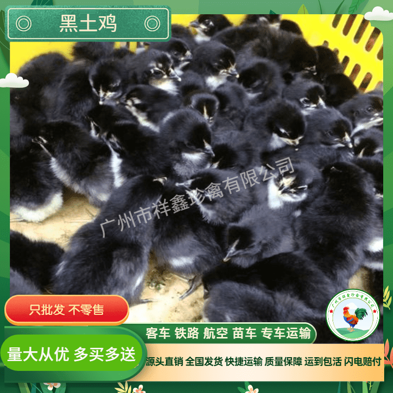 厂家直销正宗黑土鸡苗黑土二土三黑鸡苗中速黑鸡包运输成活包疫苗