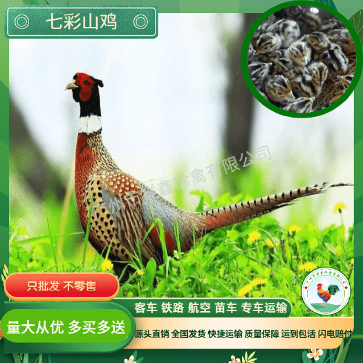 广州山鸡出壳苗 小鸡苗 七彩鸡种苗 优质纯种七彩山鸡苗 厂家直销