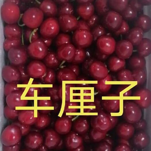 唐山樱桃