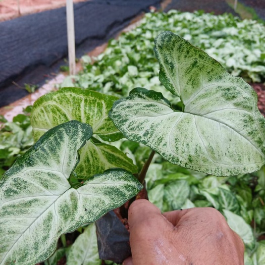 合果芋(白蝴蝶)阴生植物，适合桥底，大树底下，室内公园。。。