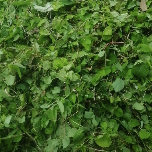临潭县小叶淫羊霍