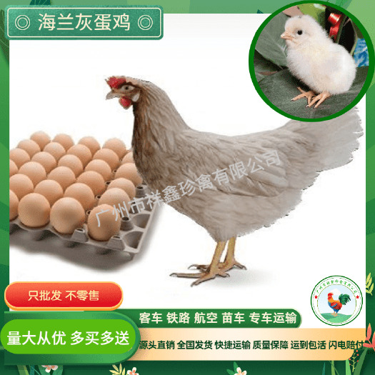 广州海兰灰蛋鸡苗，海兰褐蛋鸡苗，质量可靠，包打疫苗厂家直销店