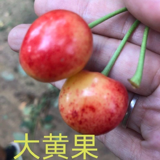 唐山大黄果