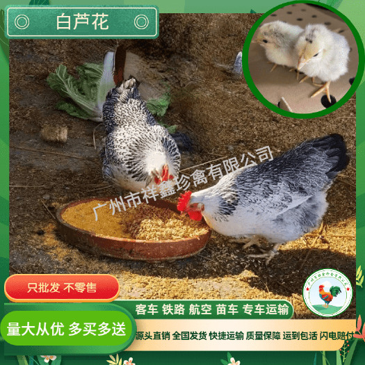 广州白芦花鸡苗，稻花鸡苗好养，好看，好吃的特禽鸡苗