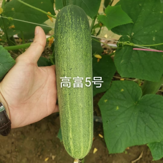 海口早熟水果吊瓜耐热耐湿抗病能力强，高产品质保证厂家直销
