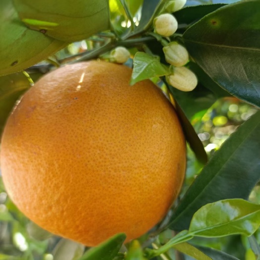 夏橙…脐橙产地大量批发……口味甜水份足！保质保量