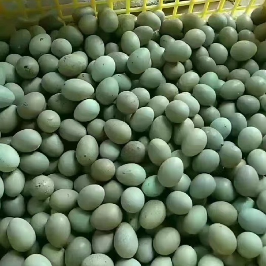 铜川芦丁鸡蛋