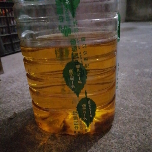 桂林大山里的茶油