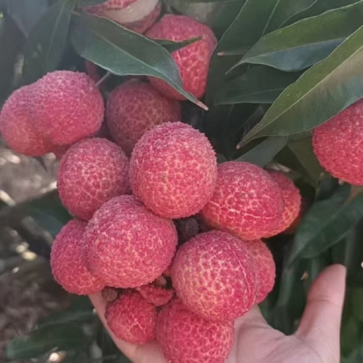 澄迈县海南无核荔枝