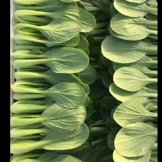 南通上海青，杭白菜，对接商超食品厂，常年供货，代收代发，质量保证