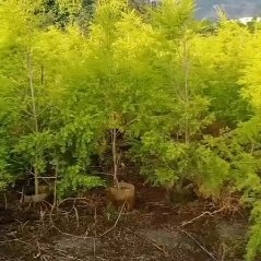 漳浦县黄金宝