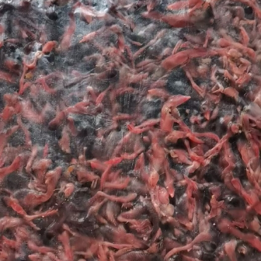 南昌县脱毛小鹌鹑