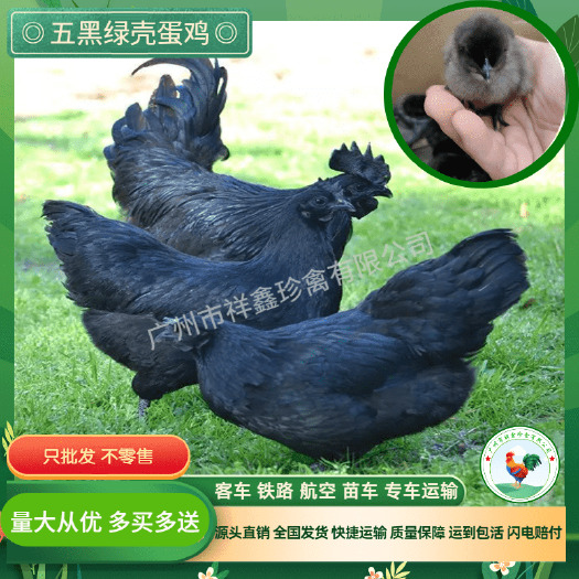 五黑鸡苗 高产蛋鸡苗 五黑绿壳蛋鸡苗