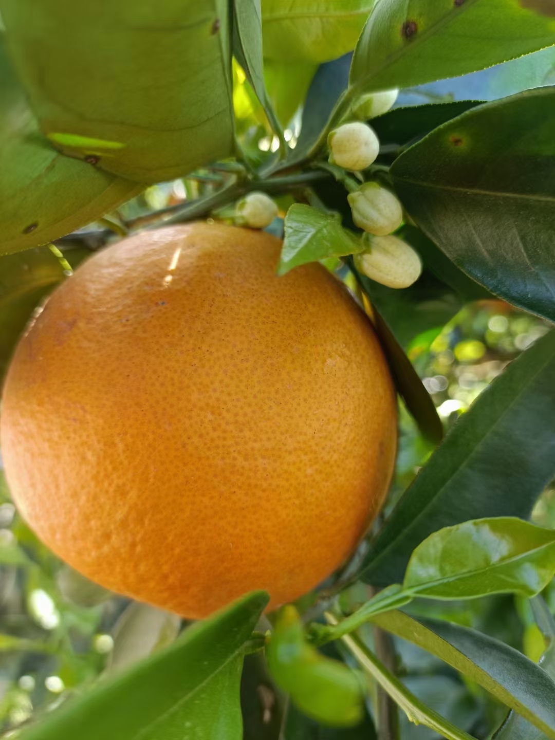 夏橙…臍橙產地大量批發(fā)……口味甜水份足！保質保量