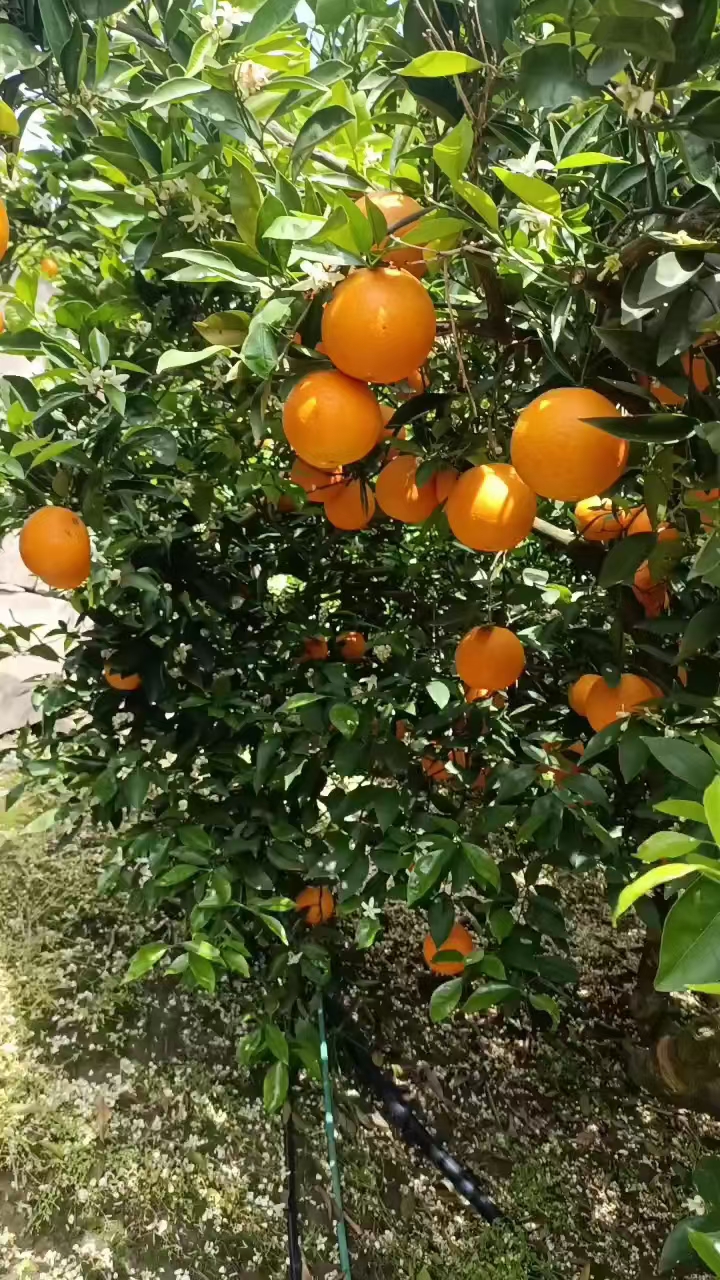 夏橙…臍橙產地大量批發(fā)……口味甜水份足！保質保量