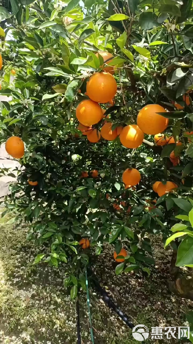 夏橙…脐橙产地大量批发……口味甜水份足！保质保量