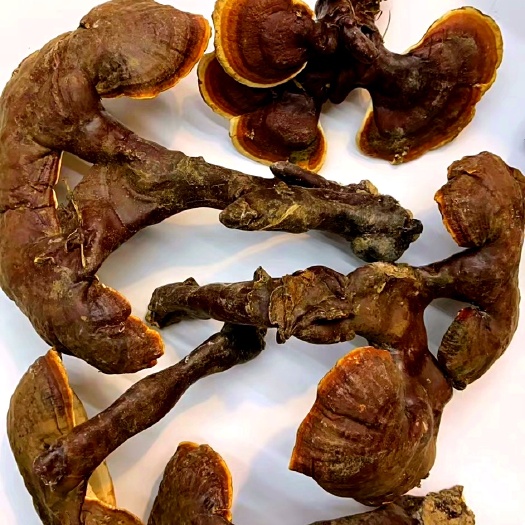 冠县白芯灵芝西藏白芯灵芝微苦白芯灵芝香白芯灵芝可打粉泡酒泡水煲汤
