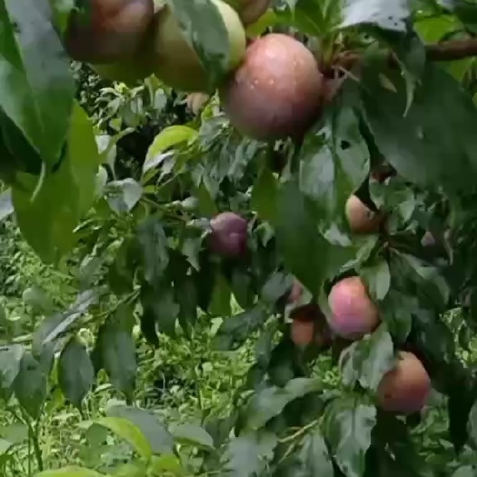 紫金县三华李 市场货，大果，电商货，小果
