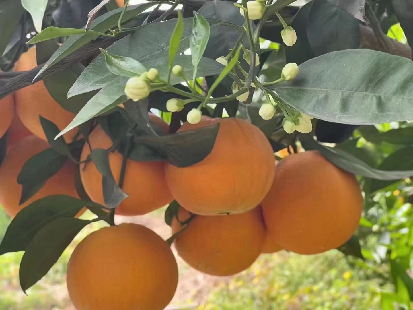 夏橙…臍橙產地大量批發(fā)……口味甜水份足！保質保量