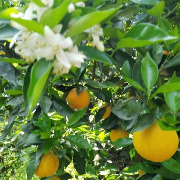 夏橙…脐橙产地大量批发……口味甜水份足！保质保量