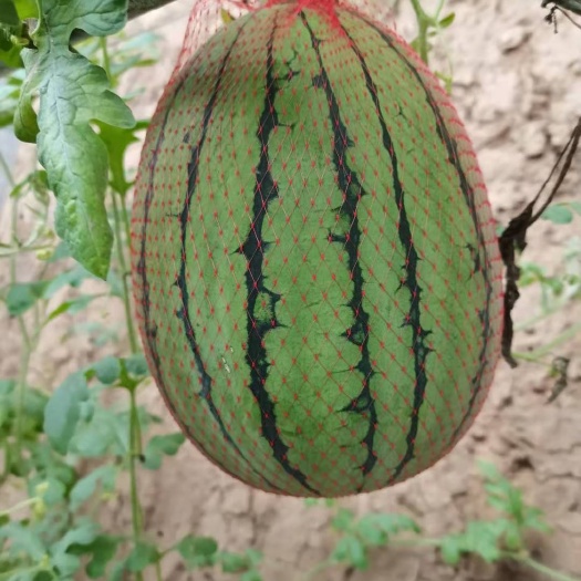 潍坊红玉西瓜苗
