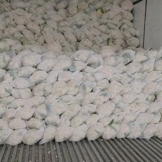 兰州兰州高原夏菜小米粒精品松花，花面乳白，大量上市，产地直发全国