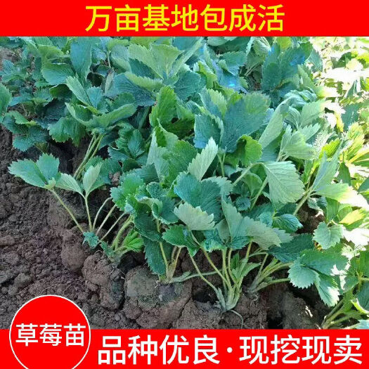 沭阳县红颜草莓苗妙三妙七章姬淡雪白雪公主宁玉香野…
