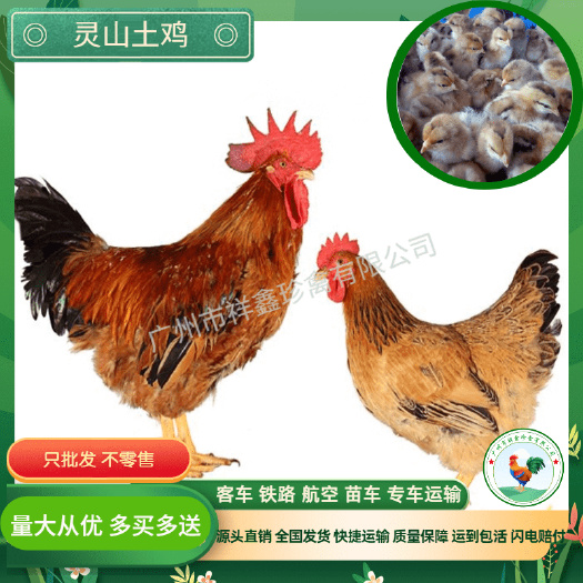 广州广西灵山麻鸡苗桂香鸡苗包打液氮