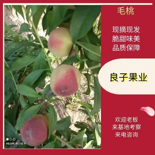 临猗县62-0水蜜桃62-1系列多个品种鲜桃现摘现发。